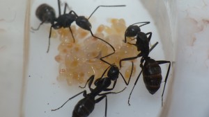 [Blog] Camponotus vagus, P1040363.JPG