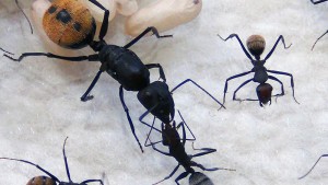 **Fin** [Blog] Camponotus fulvopilosus, -DSC00332.jpg