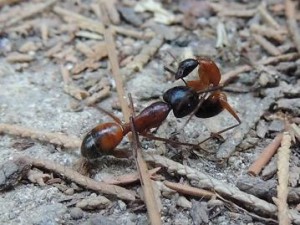 Les fourmis de Rhodes, campo 2.JPG