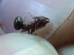 Les fourmis de Rhodes, RSCN4449.JPG