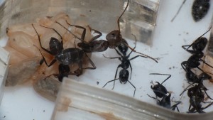 [Blog] Camponotus vagus, P1040705.JPG