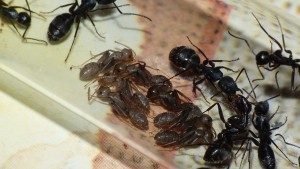 Photo 1, [Blog] Camponotus vagus