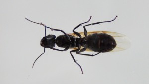 [Blog] Camponotus dolendus, -DSC00459.jpg