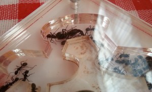 [Blog] Camponotus vagus, 20131228_154748.jpg