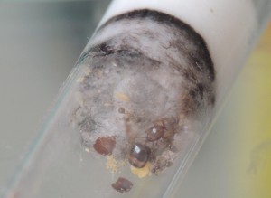 Fondation de A. subterranea en tube, ** FIN ** [Blog] Aphaenogaster subterranea - Will