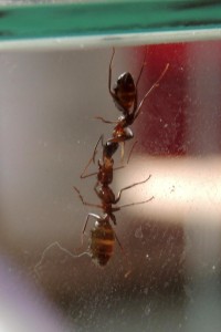 Ouvrières C. ligniperdus en pleine trophallaxie, **FIN** [Blog] Camponotus ligniperdus