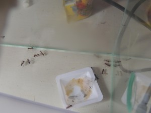 Camponotus ligniperda dans ADC, **FIN** [Blog] Camponotus ligniperdus