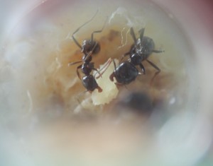 Messor capitatus - Préparation de pain de fourmis, [Blog] Messor capitatus