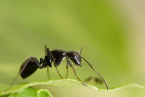 v6, [blog] Les Camponotus vagus de Couloucha