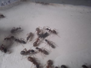 Camponotus ligniperda et mouche, **FIN** [Blog] Camponotus ligniperdus