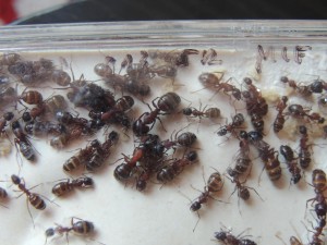 Camponotus ligniperdus - Major, **FIN** [Blog] Camponotus ligniperdus