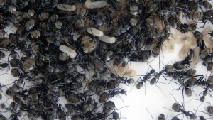 Gyne Camponotus dolendus n°1, [Blog] Camponotus dolendus