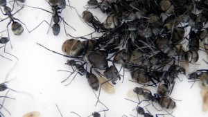 Gyne Camponotus dolendus n°2, [Blog] Camponotus dolendus