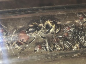 Reine de C. singularis, [Blog] Camponotus singularis
