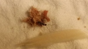 Une ouvrière., [Blog] Camponotus dolendus