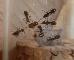 Combat entre mes Lasius sp et une fourmi de ma cuisine., [Blog] Lasius sp noire nos débuts !