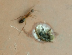 Comparaison Camponotus Mus et inconnue, Quelques espèces en Argentine