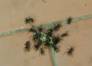 Camponotus Mus qui mangent, Quelques espèces en Argentine