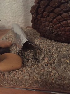 Ouvrière C. vagus transportant un grain de sable, **fin**[Blog] Camponotus vagus