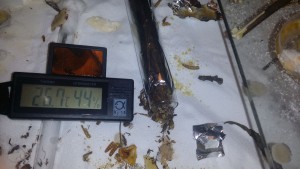nouveau tube de 25x250 mm, [Blog] Camponotus dolendus