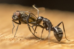 Camponotus vagus 11, [blog] Les Camponotus vagus de Couloucha