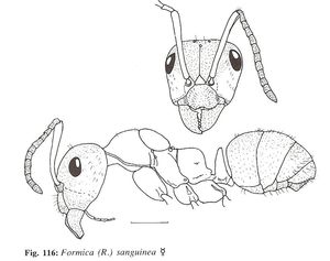 Morphologie d'une Formica sanguinea., Identification : genre Formica