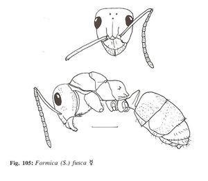 Formica fusca, Identification : genre Formica