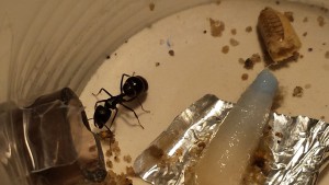 Major C.piceus, Document collaboratif - liste des fourmis de France avec photos des membres