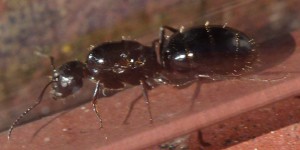 Gyne inconnue, [Camponotus aethiops] L'inconnue de Saint-Zacharie