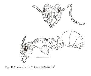 Identification : genre Formica, FormicaPressilabris.jpg