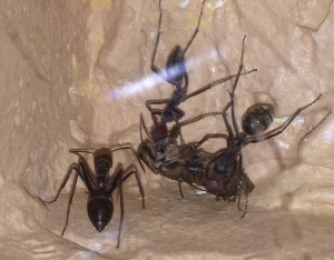 Consommation de grillon Camponotus singularis, [Blog] Camponotus singularis