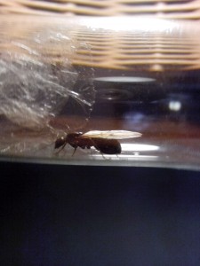 De profil, [Camponotus aethiops] Messor structor ? Mâle ou gyne en devenir ?