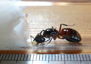 Son prénom est Campo ! Bonjour Campooooo !, [Blog] Camponotus ligniperdus