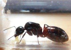 Campo et ses œufs, [Blog] Camponotus ligniperdus