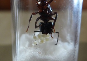 Zoom sur les larves, [Blog] Camponotus ligniperdus
