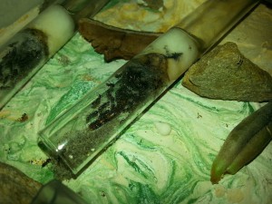 Grignotage d'un ténébrion, [Blog] Formica fusca