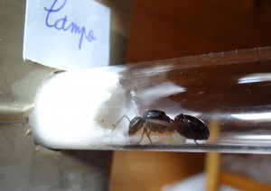 Campo à la sortie du carton, [Blog] Camponotus ligniperdus