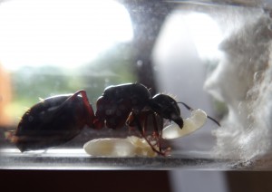 Dans mes bras toi ! Enfin bouche..., [Blog] Camponotus ligniperdus