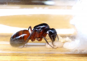 Campo toujours aussi belle !, [Blog] Camponotus ligniperdus