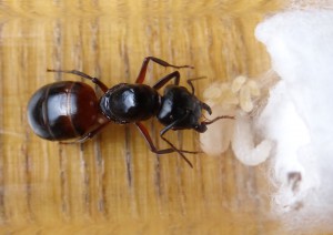 Vue de dessus pour le plaisir., [Blog] Camponotus ligniperdus