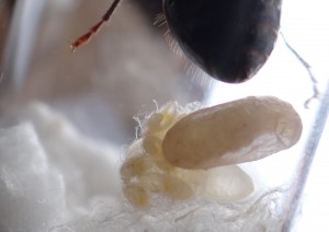 Cocon en transparence., [Blog] Camponotus ligniperdus