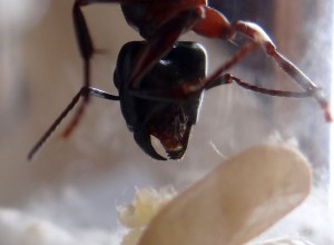 Gros plan., [Blog] Camponotus ligniperdus