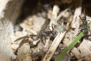 Aphaenogaster 4, [photos] Vacances en Espagne