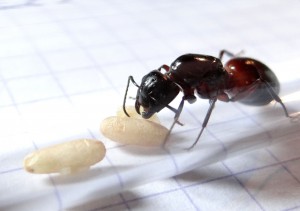 Campo en surveillance., [Blog] Camponotus ligniperdus
