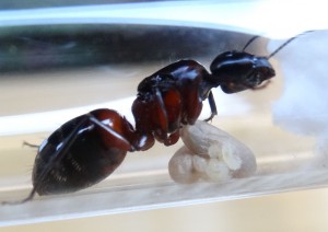 Le cocon gris sous elle., [Blog] Camponotus ligniperdus