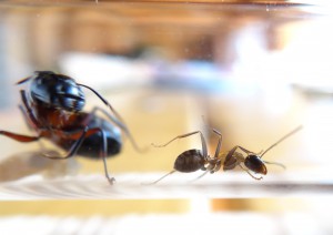 Coucou toi !, [Blog] Camponotus ligniperdus