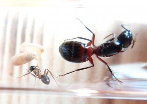 Et déjà au boulot., [Blog] Camponotus ligniperdus