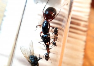 Trophallaxie, [Blog] Camponotus ligniperdus