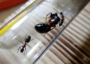 C'est la fin, [Blog] Camponotus ligniperdus