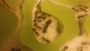vue numéro 2, [Blog] Camponotus dolendus
